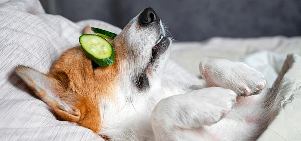 Corgi Beine