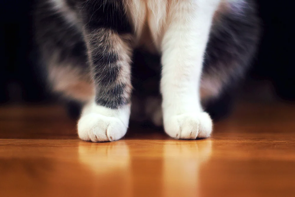 Katzenpfoten