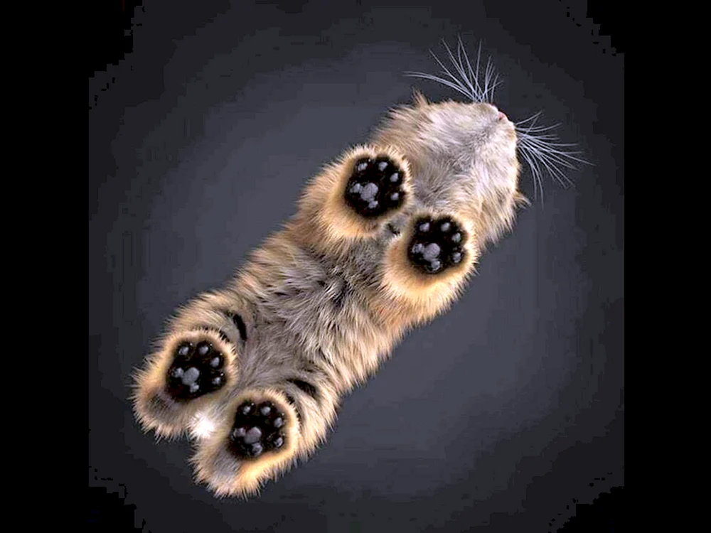 Katzenpfötchen