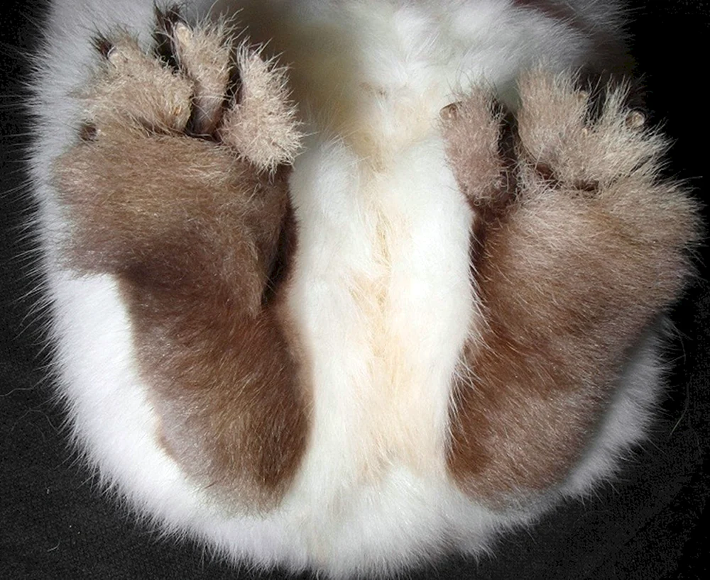 Hase Rusak laufend