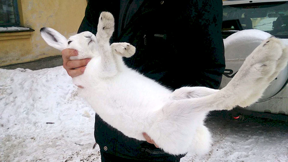 Hase Rusak Karelien