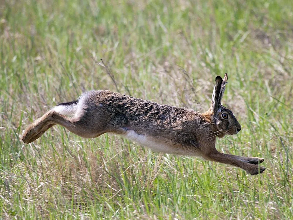 Hase Rusak kämpfend