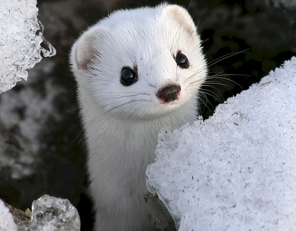 Maske Mustela nivalis