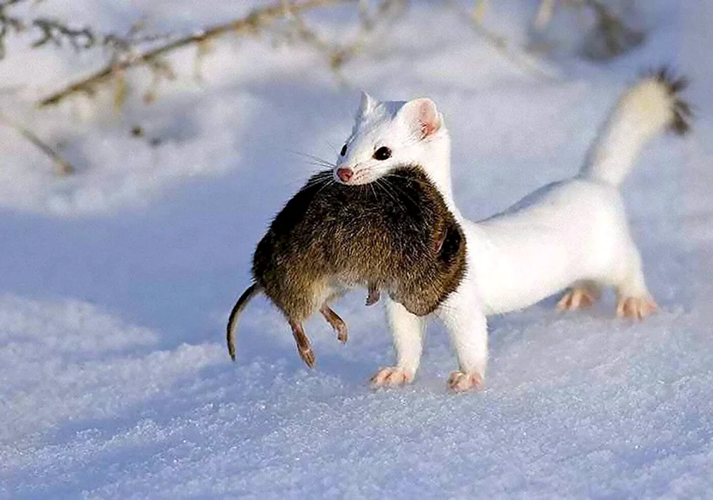 Maske Mustela nivalis