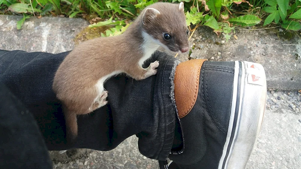 Weißer Nerz Mauswiesel Mustela nivalis