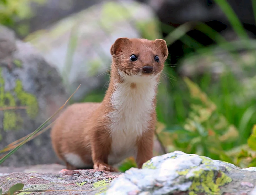 Maske Mustela nivalis