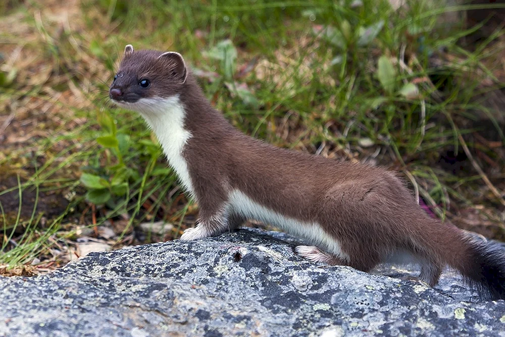 Mustela nivalis