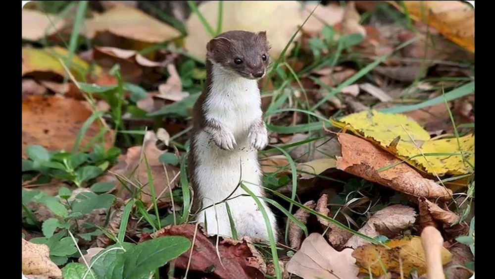Maske Mustela nivalis