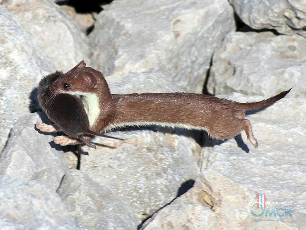 Maske Mustela nivalis