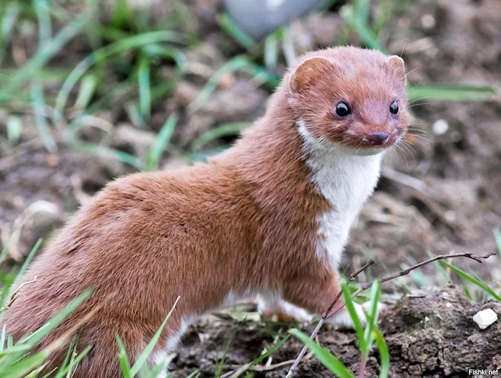 Mustela nivalis