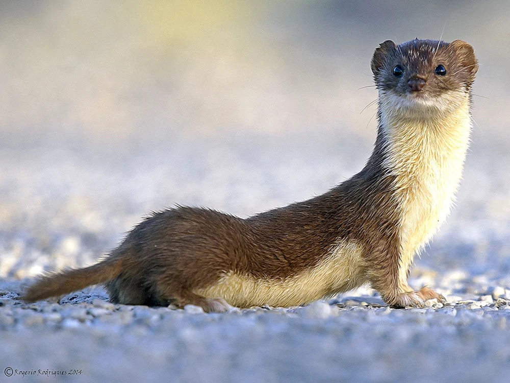 Wiesel Mustela nivalis