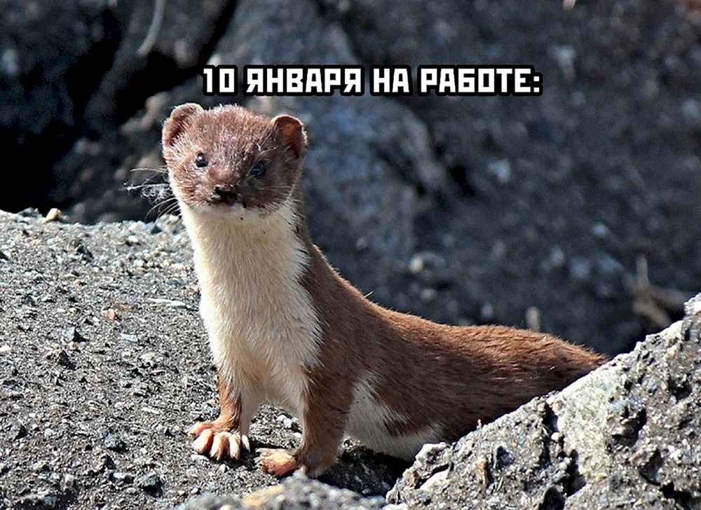 Wiesel Mustela nivalis