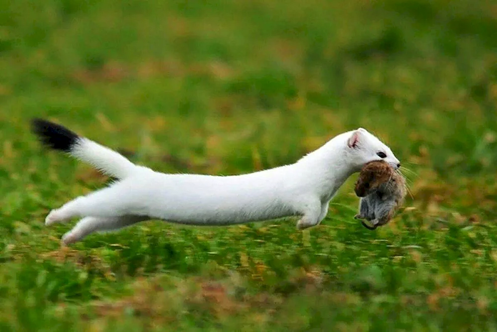Gemeinsames Wiesel Mustela nivalis
