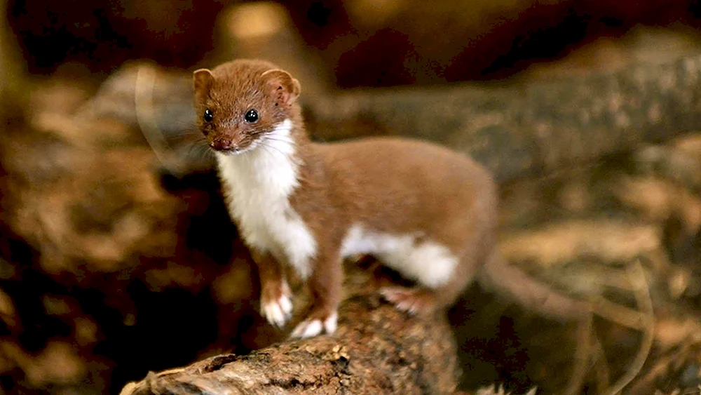 Mustela erminea