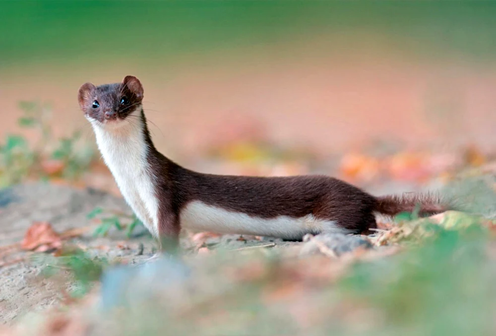 Müllerwiesel Mustela nivalis