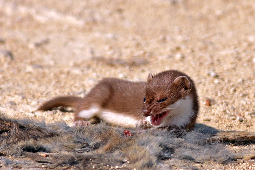 Weißes Wiesel Mustela nivalis