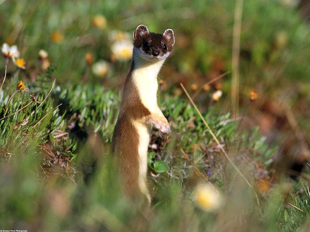 Mustela erminea