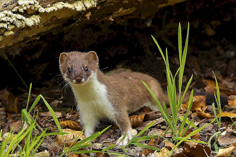 Maske Mustela nivalis