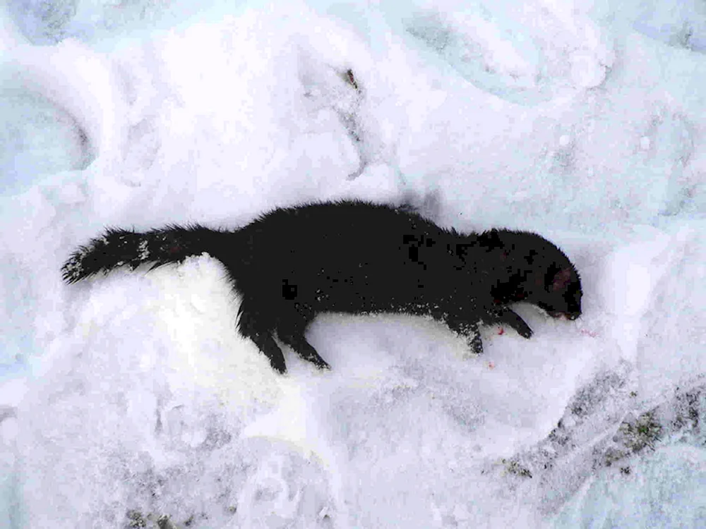 Wiesel Mustela nivalis