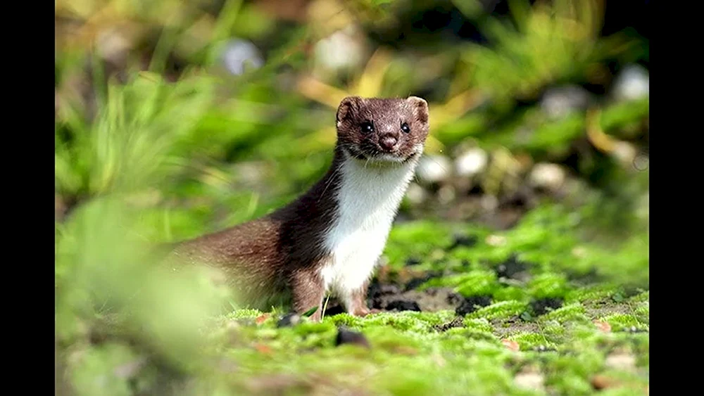 Mustela nivalis