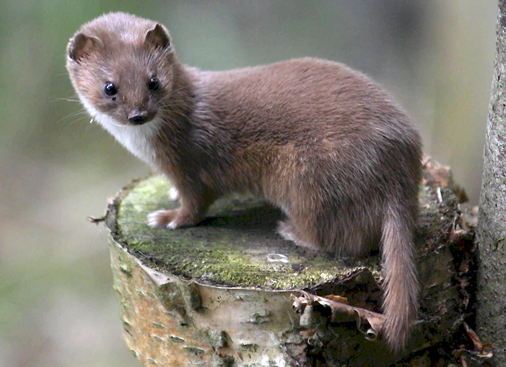 Maske Mustela nivalis
