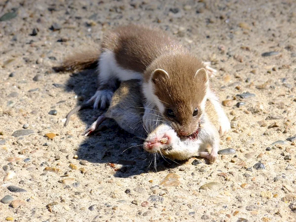 Wiesel Mustela nivalis
