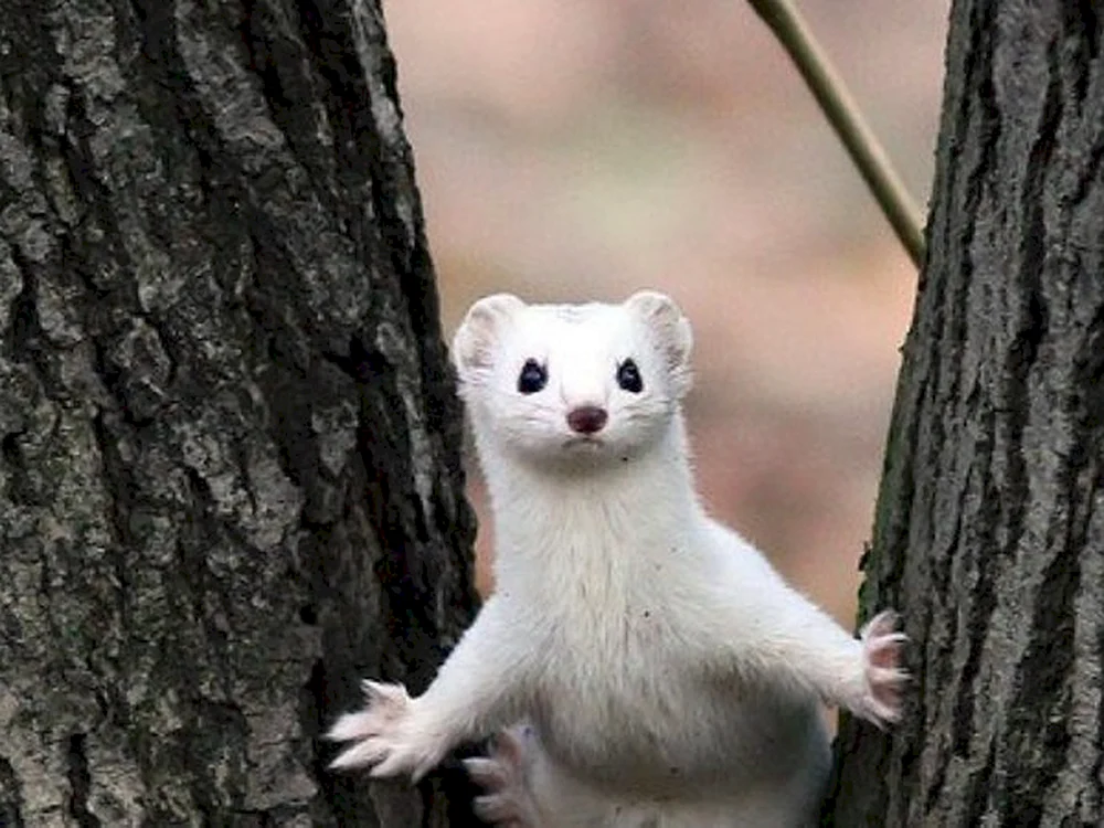 Maske Mustela nivalis Linnaeus 1766 Bereich