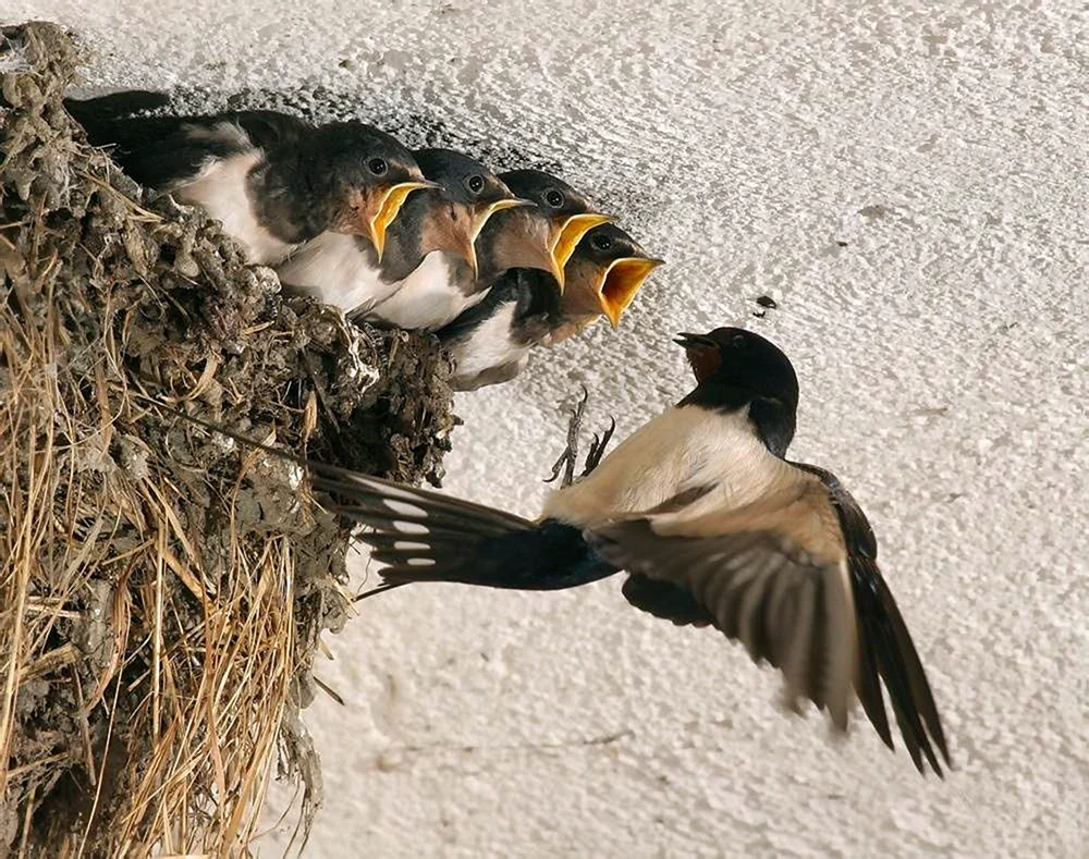 Birderschwalbennest