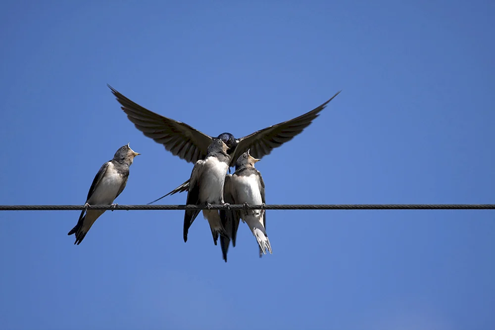 Schwalbenschwanz Mauersegler sind Küstenvögel Vogel