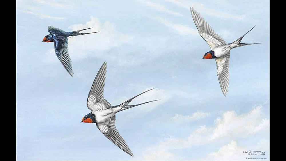 Schwalbenschwanz und Mauersegler sind Zugvögel