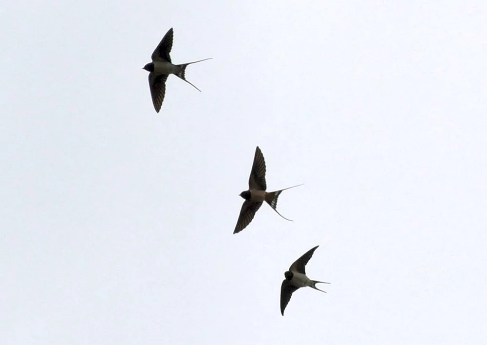 Schwalben im Flug