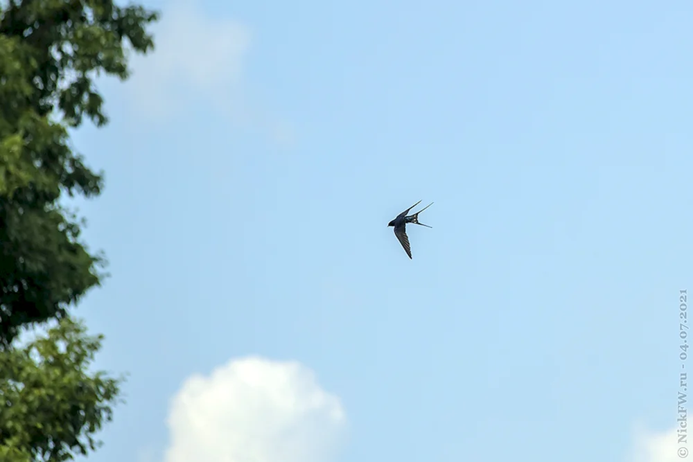 Schwalben am Himmel