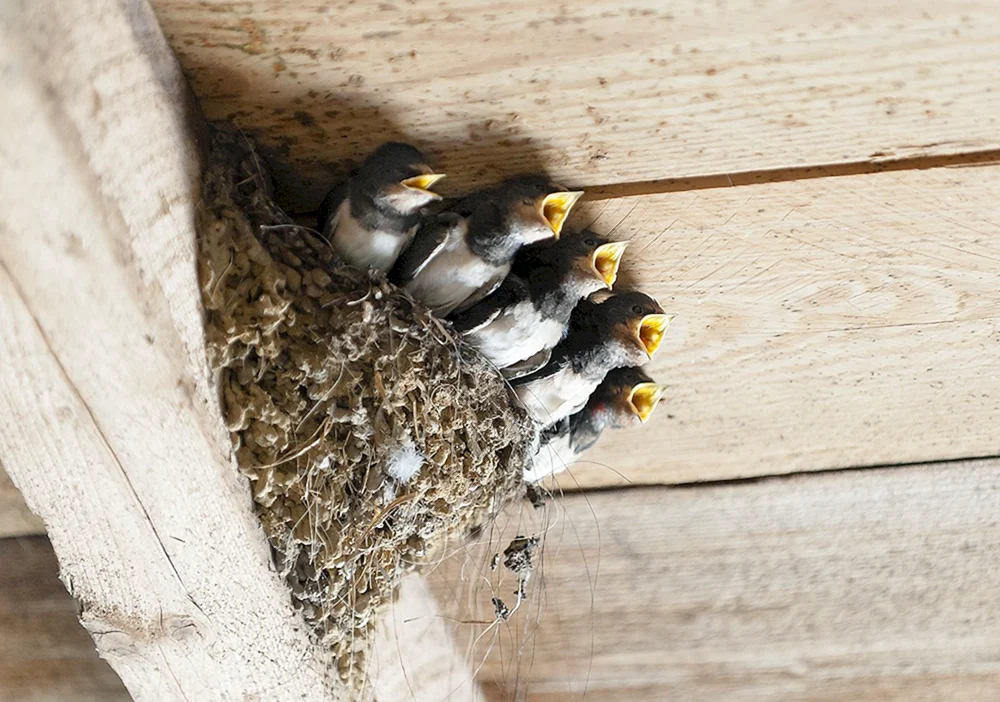 Schwalbennest mit Schwalben