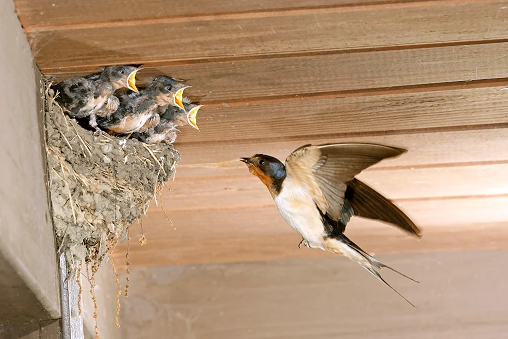 Schwalbennest mit Küken