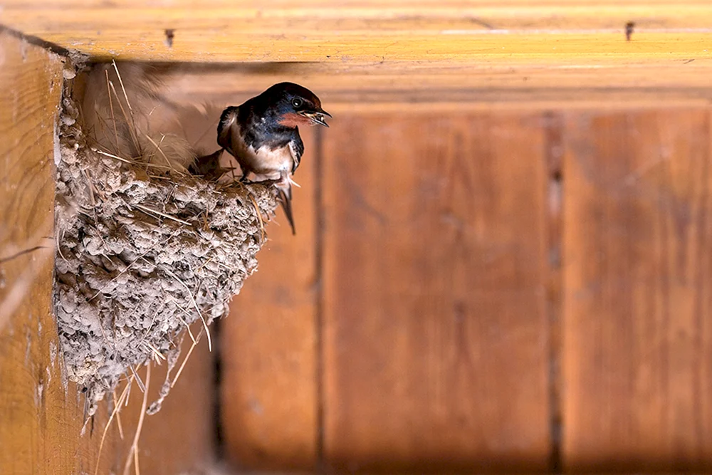 Birderschwalbennest