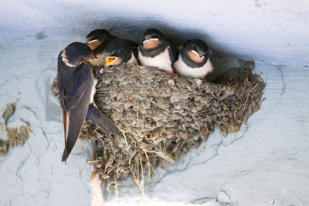 Schwalbennest mit Küken Vogelnest