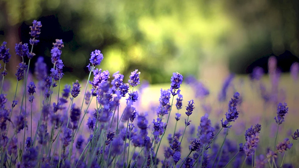 Lavendel Heidekraut Verbena