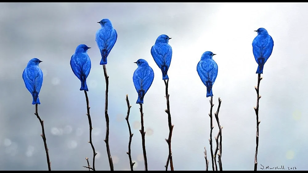 Grandala-Blauvogel