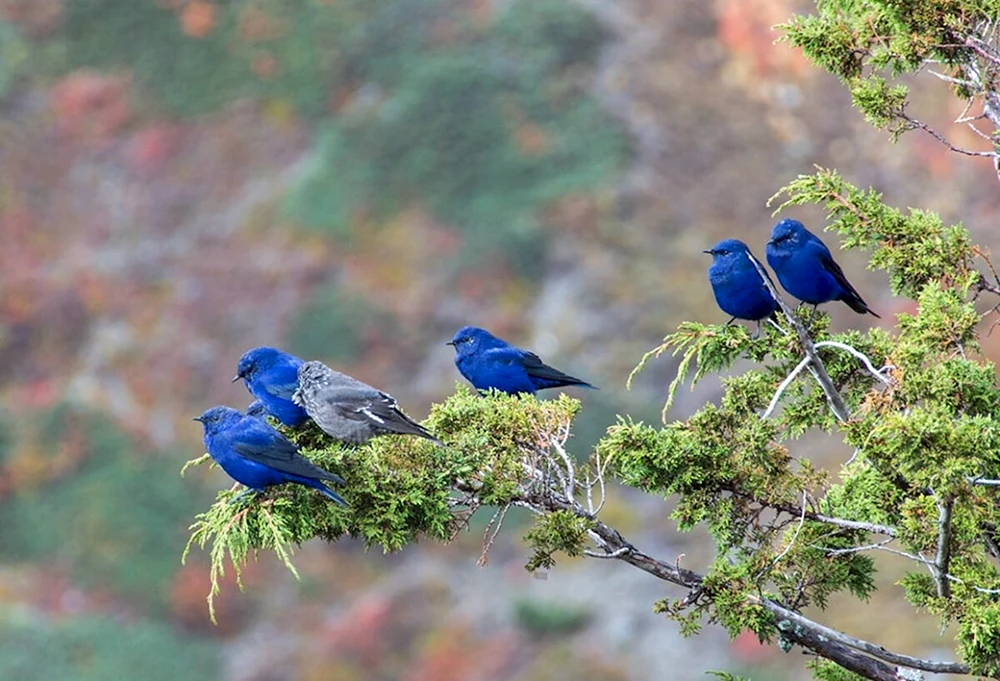 Blauer Sialia Blaufink