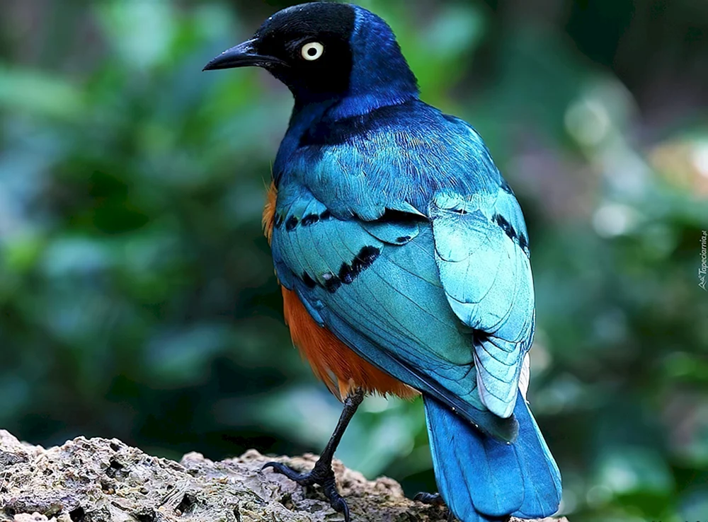 Sialia-Azurvogel