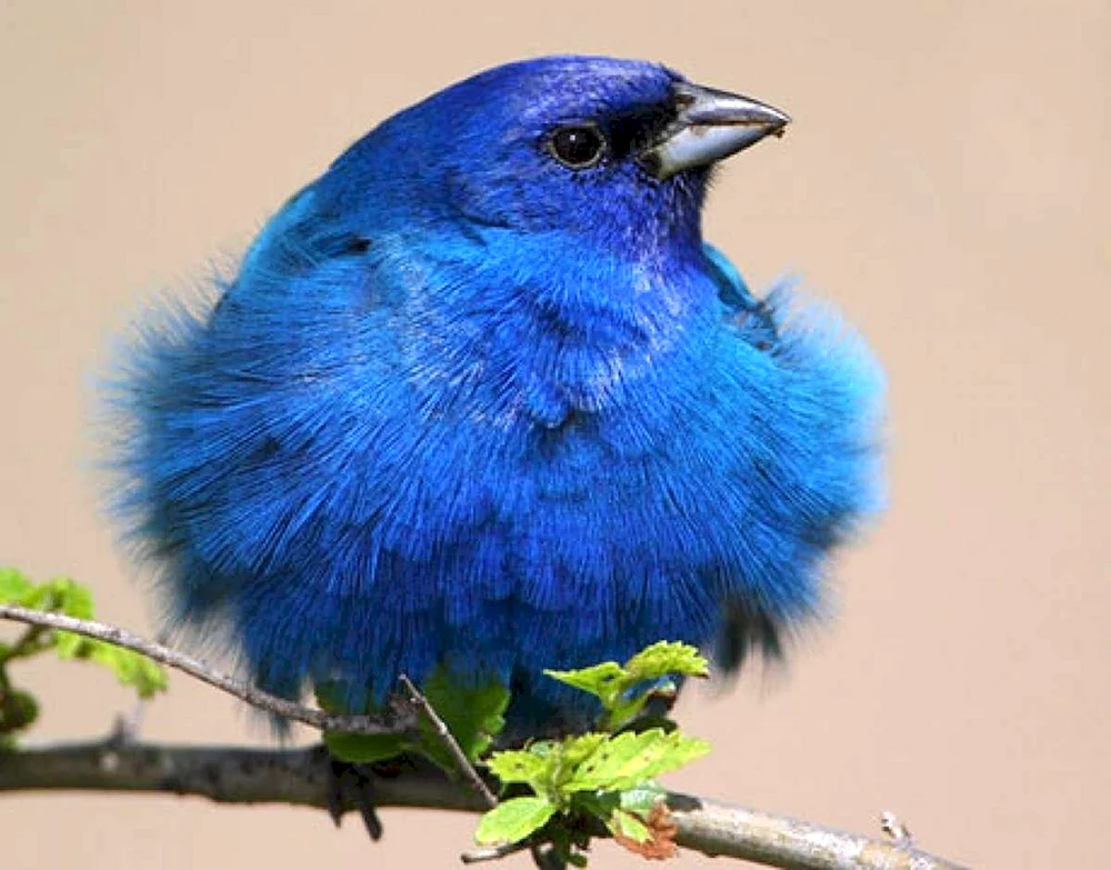 Farbenvogel Grandala