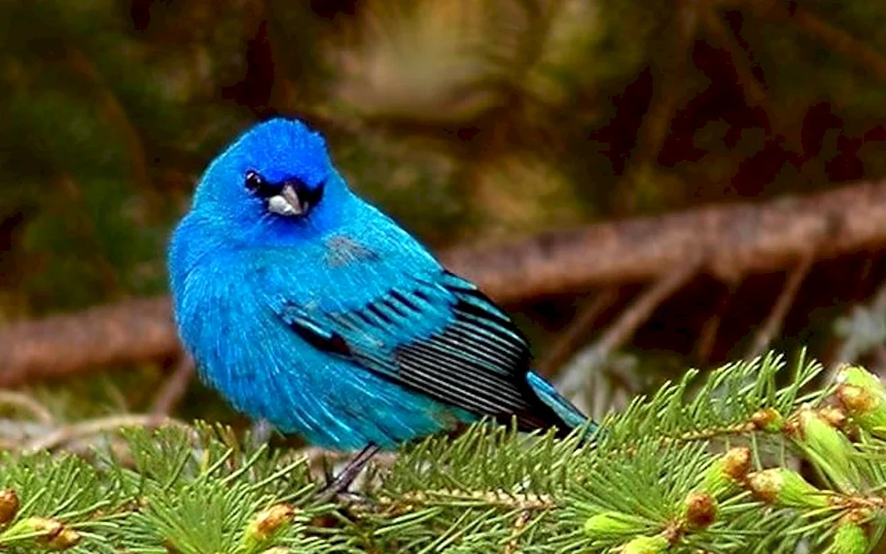 Sialia Azurvogel