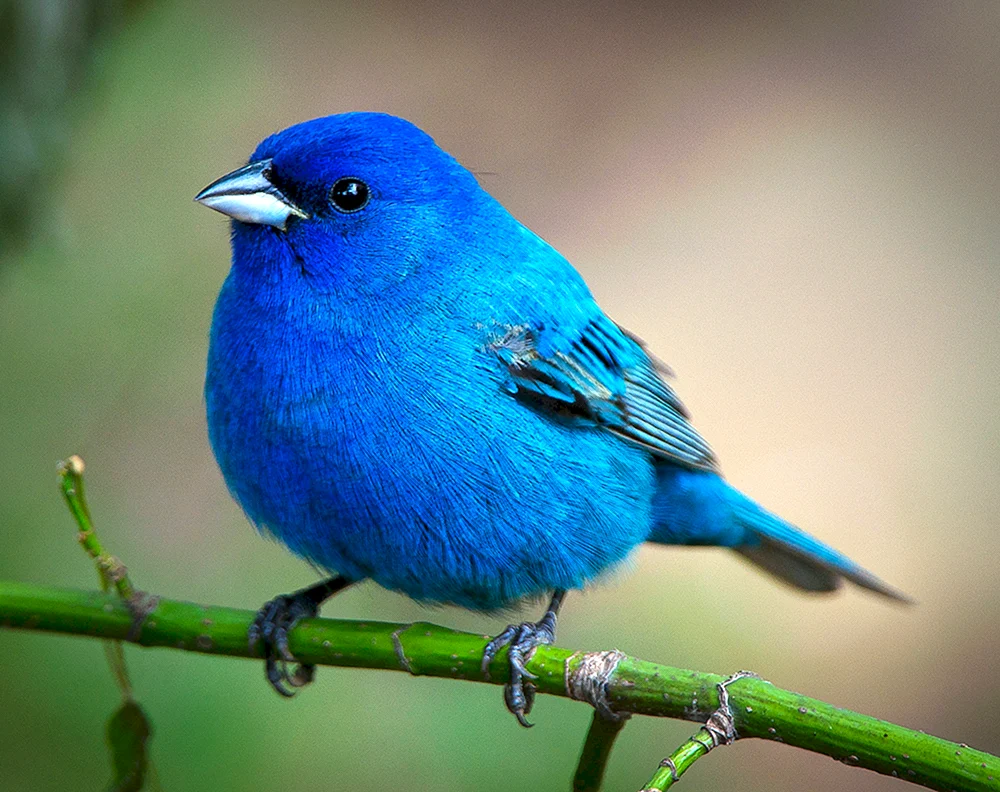 Fauchvogel Grandala