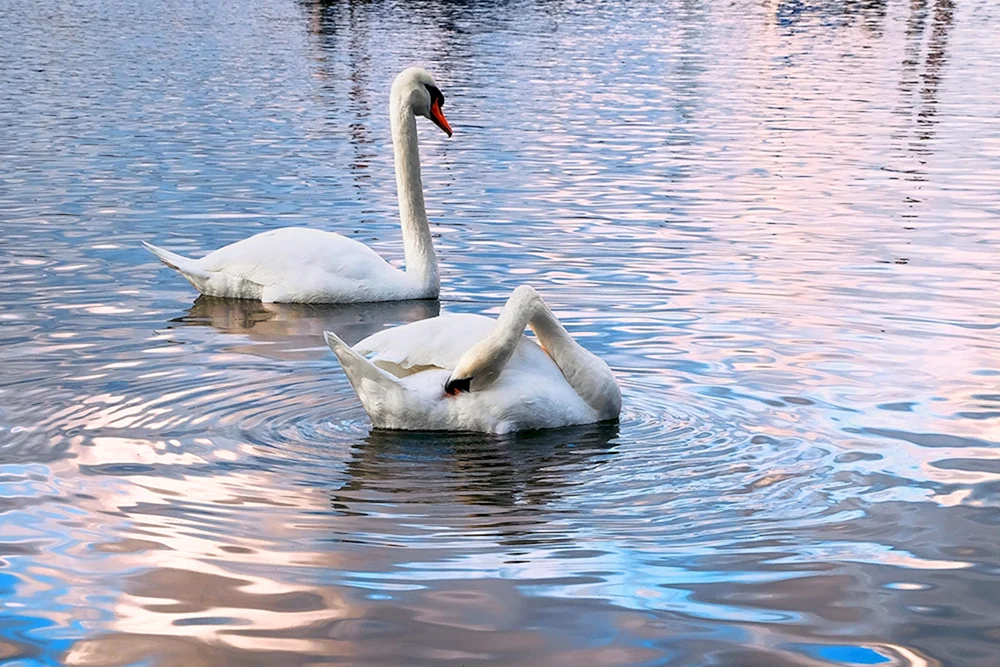 Schwan