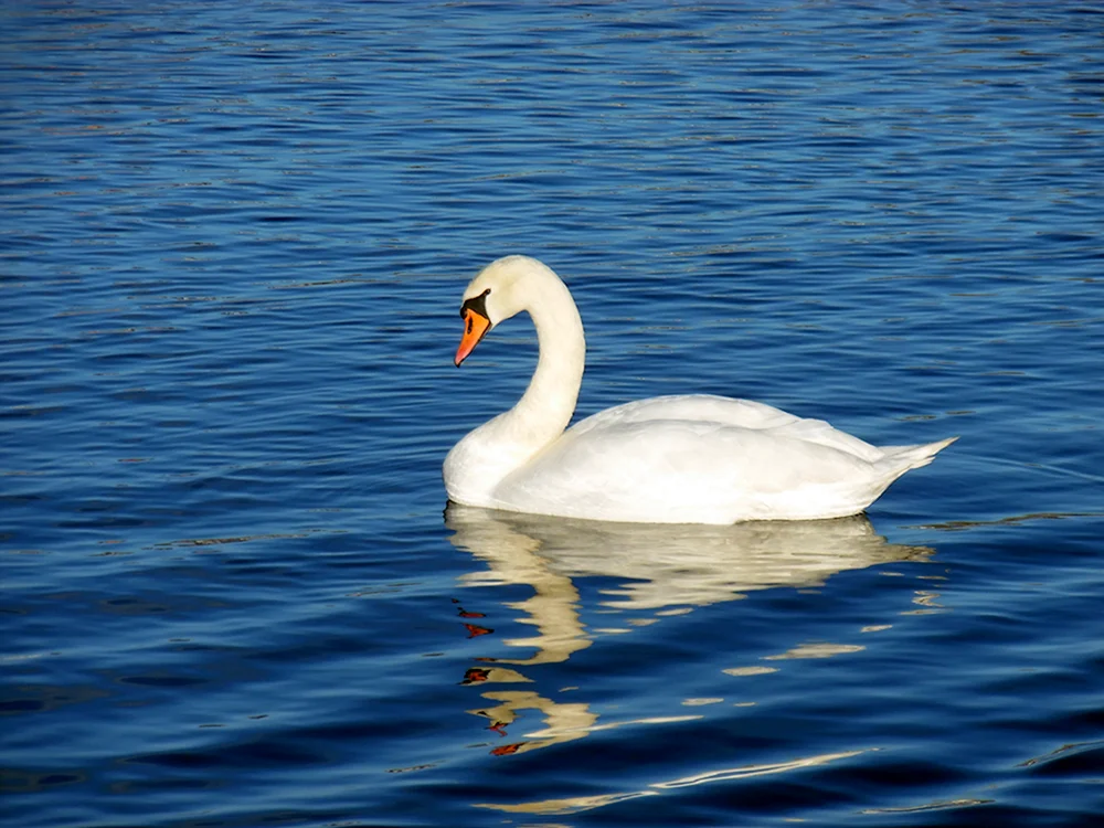 Schwan