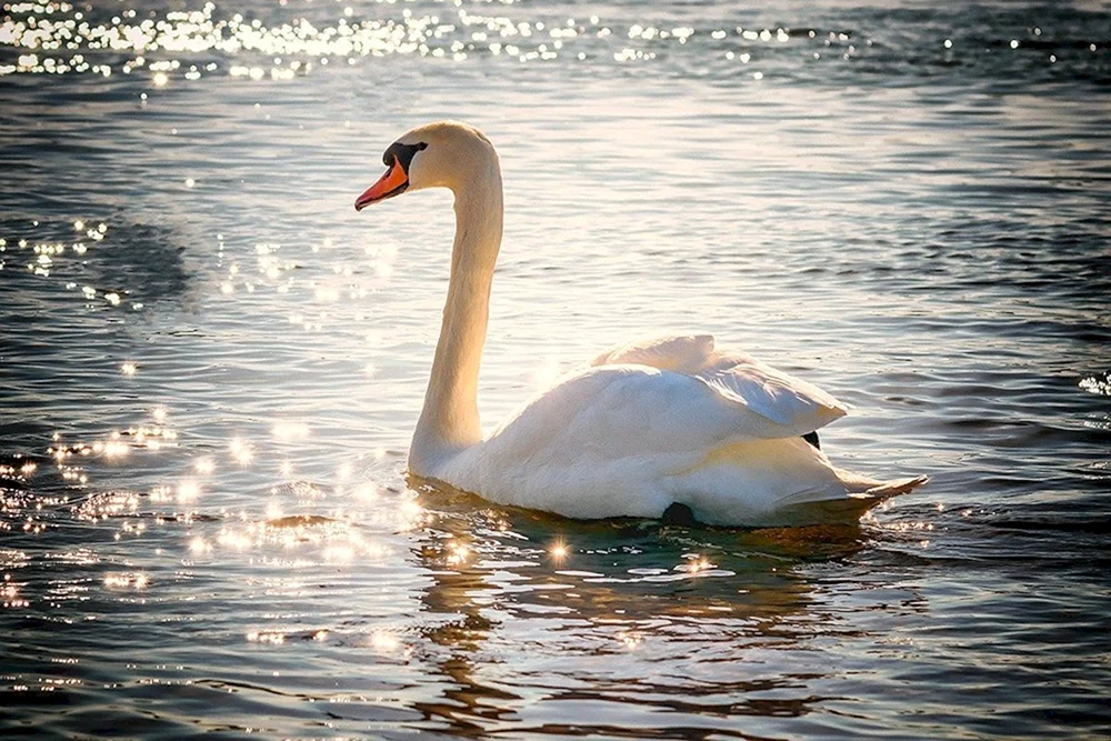 Schwan See weißer Schwan