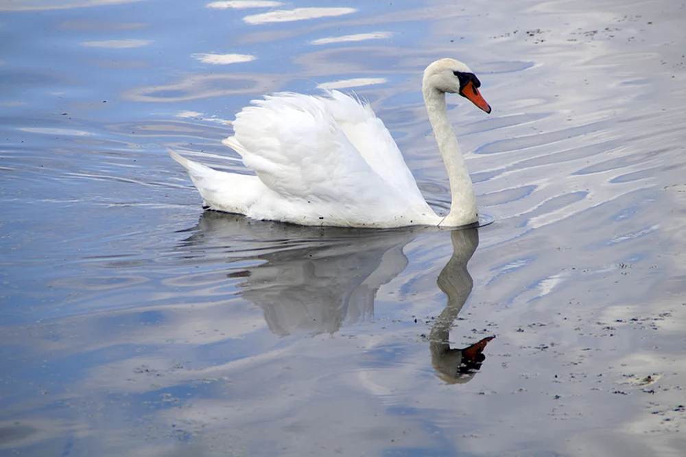 Schwan schwimmend