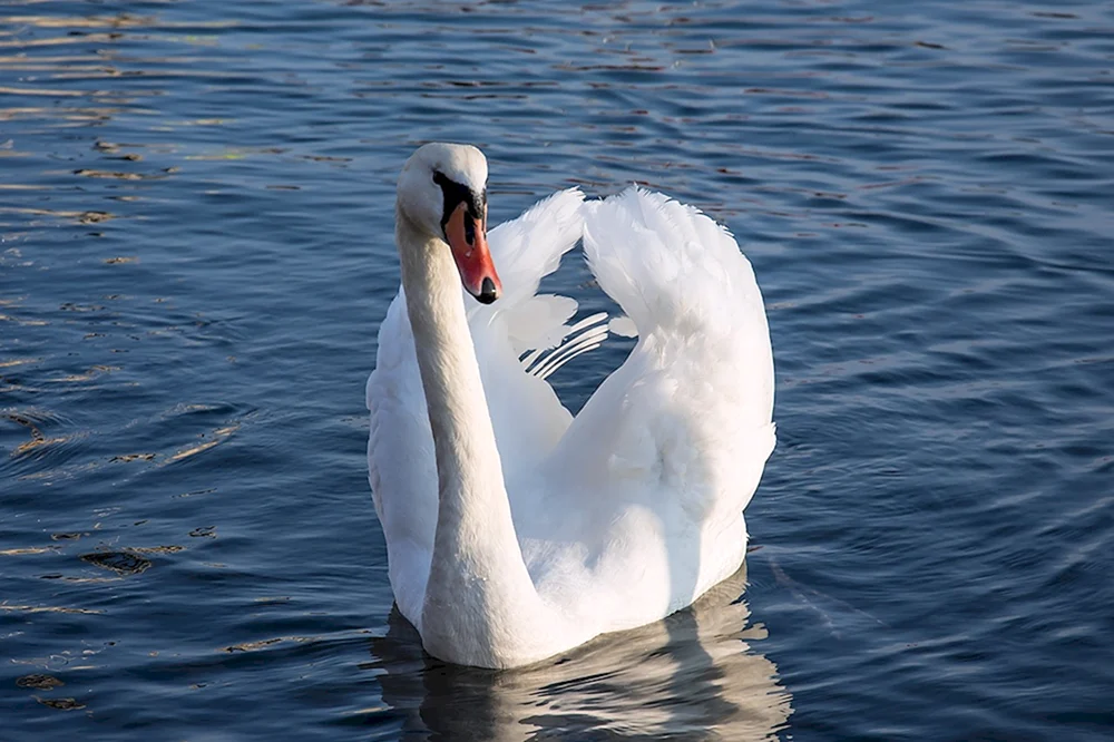 Schwanensee weißer Schwan