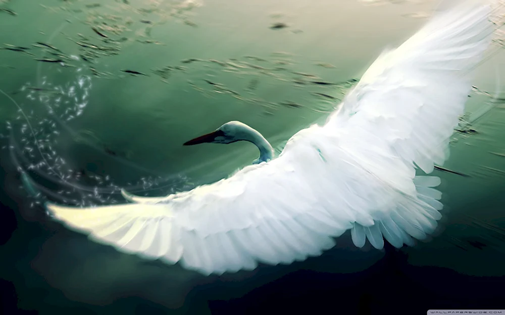 Schwäne im Flug