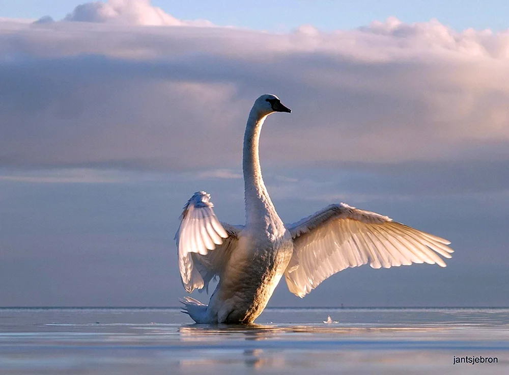 Vögel fliegend im Himmel